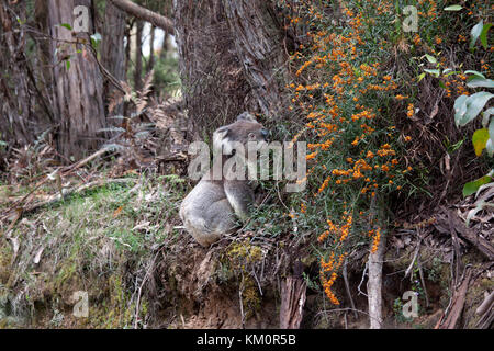 Le Koala sur une descente vers le terrain rare dans son habitat naturel, le parc national Great otway australie victoria Banque D'Images