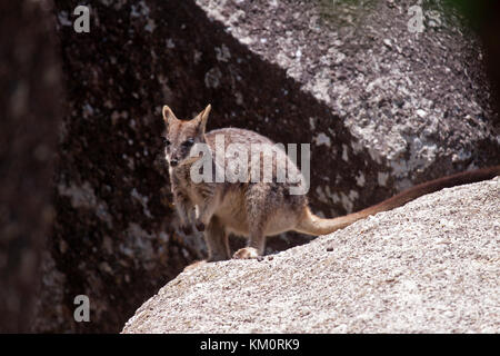 Mareeba rock wallaby avec Joey en bloc de granite pochette habitant en région Ile-de-France France Banque D'Images