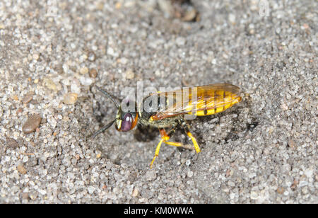 Philanthus - Bee Wolf Excavating, nichent dans le Sussex, UK Banque D'Images