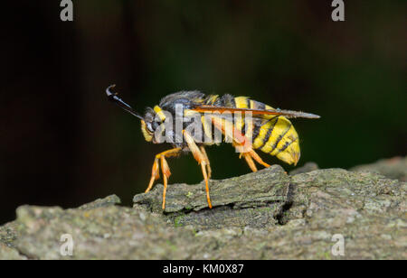 Sésie du Hornet lunaire (Sesia) bembeciformis la nuit. Sussex, UK Banque D'Images