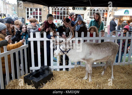 Enclos des rennes à Hampstead high street, fêtes de Noël, Banque D'Images