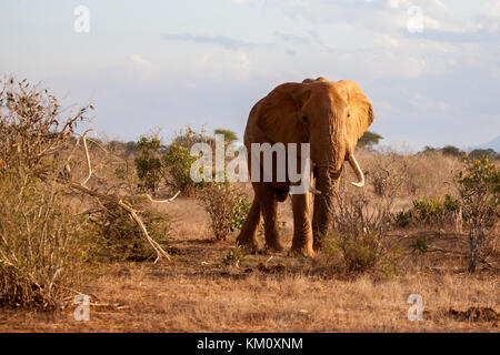 Elephant debout entre les buissons, en safari au Kenya Banque D'Images