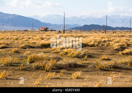 Golden yellow grass dans la steppe de Mongolie à l'ouest de la Mongolie. Banque D'Images
