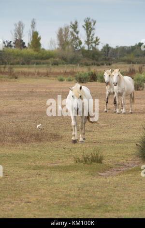 Trois chevaux camargue marche à travers un pâturage herbeux vers l'appareil photo. Les aigrettes sont dans le champ près du cheval. Les arbres sont à l'arrière-plan. Banque D'Images