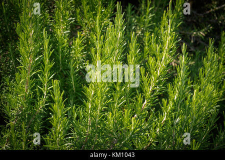 Rosemary bush close up. Le format paysage. Banque D'Images