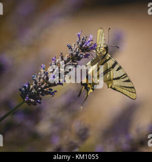 Un machaon jaune commun Papilio Machaon (papillon) sur une fleur de lavande. Banque D'Images