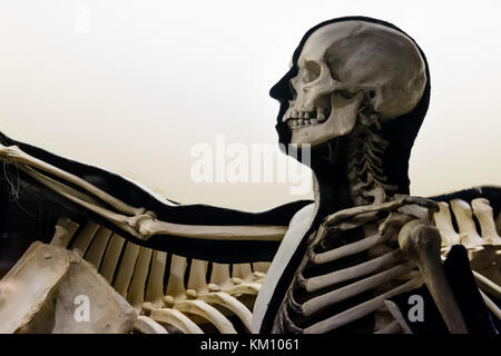 Modèle de squelette humain. Le format paysage. Banque D'Images
