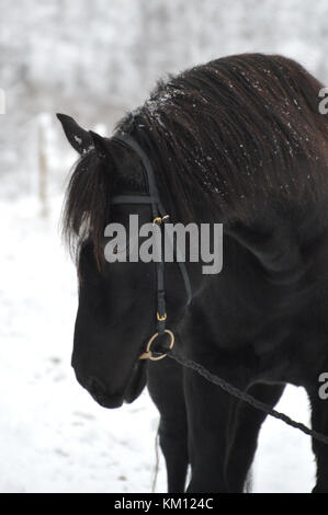 Beau cheval noir dans un paysage de neige froide Banque D'Images