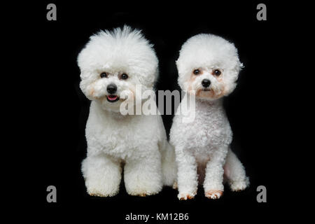 Beau bichon chiens jeune niçoise Banque D'Images