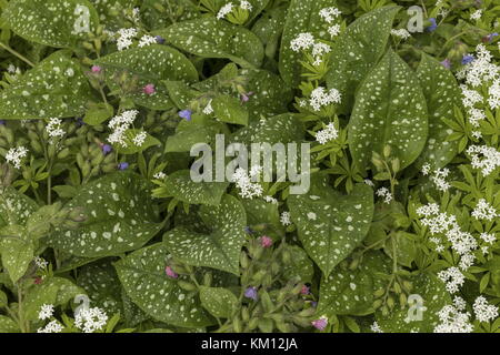 Sauge de Bethléem, Pulmonaria saccharata, et Woodruff doux, Asperula odorata, dans le parterre de jardin sauvage, Banque D'Images