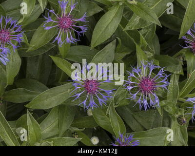 Bleuet pérenne, Centaurea montana, en fleur. Alpes. Banque D'Images