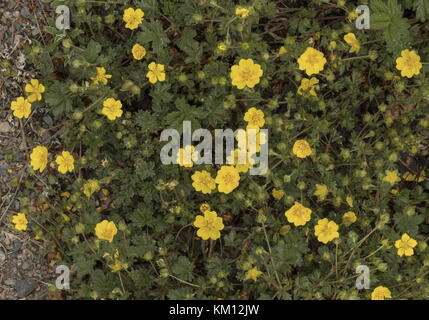 Huile de quinquefoil alpine, Potentilla crantzii, en fleur. Banque D'Images