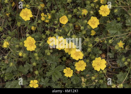 Huile de quinquefoil alpine, Potentilla crantzii, en fleur. Banque D'Images