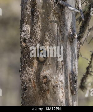 Pic à dos noir Picoides arcticus, Poussin, en nid, Terre-Neuve. Banque D'Images
