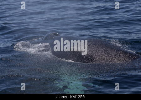 Rorqual à bosse, Megaptera novaeangliae, refaisant surface pour respirer. Banque D'Images