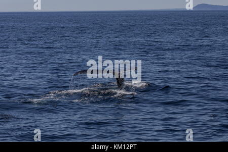 Nageoire arrière distinctive, ou douve, de la baleine à bosse, Megaptera novaeangliae, plongeant au large de Terre-Neuve. Banque D'Images