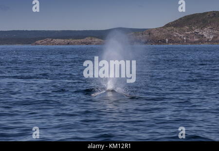 Rorqual à bosse, Megaptera novaeangliae, à la surface pour respirer. Banque D'Images