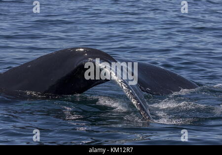 Nageoire arrière distinctive, ou douve, de la baleine à bosse, Megaptera novaeangliae, plongeant au large de Terre-Neuve. Banque D'Images