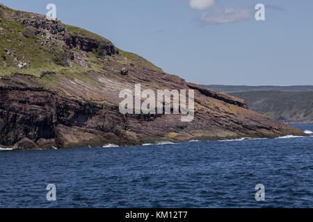 Falaises de Witless Bay, péninsule d'Avalon, Terre-Neuve. Banque D'Images