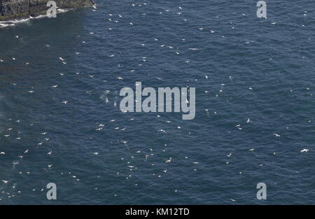 Gannet nordique, Morus bassanus, pêche en grand groupe et plongée au large de la côte de Terre-Neuve. Banque D'Images