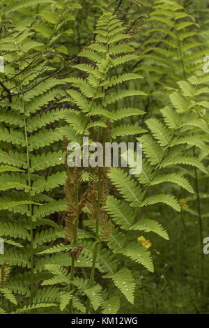 Fougère interrompue, Osmunda claytoniana, avec spores fertiles ; Terre-Neuve. Banque D'Images