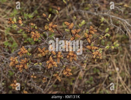 Chatons mâles de Bog-myrtle, Myrica gale, au début du printemps. Banque D'Images