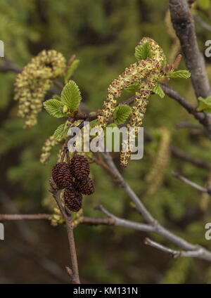 Aulne vert, Alnus viridis subsp. Crispa, chatons mâles et cônes femelles au printemps ; Terre-Neuve. Banque D'Images