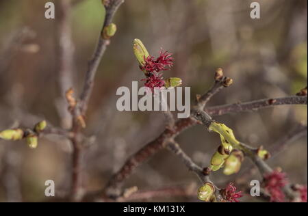 Chatons femelles de Bog-myrtle, Myrica gale, au début du printemps. Banque D'Images