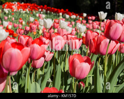 Rose rouge et blanche en fleurs tulipes, parc botanique d'Araluen, Australie occidentale Banque D'Images