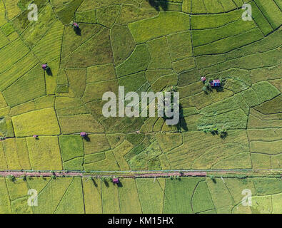 Champ de riz de Sulawesi en drone aérien point de vue. Banque D'Images