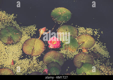 Nénuphar rouge sombre dans un étang avec des feuilles Banque D'Images