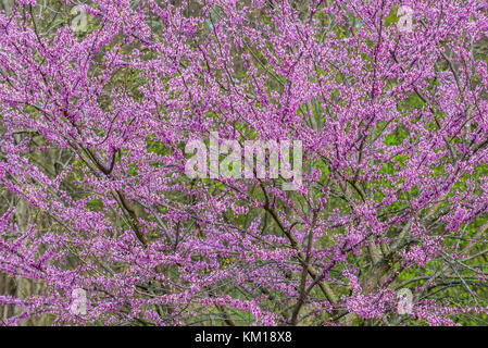 Redbud Tree in flower (Cercis canadensis), Printemps, Sud des États-Unis, par Bruce Montagne/Dembinsky Assoc Photo Banque D'Images