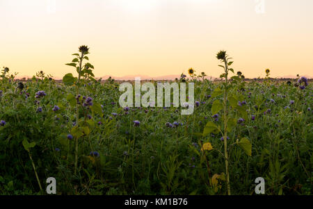 Le soleil se lever tôt le matin d'un petit champ avec quelques grands tournesols absorbant les rayons du soleil. Banque D'Images