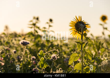 Une grande plante de tournesol dans un champ de cultures à profiter du soleil tôt le matin. Banque D'Images