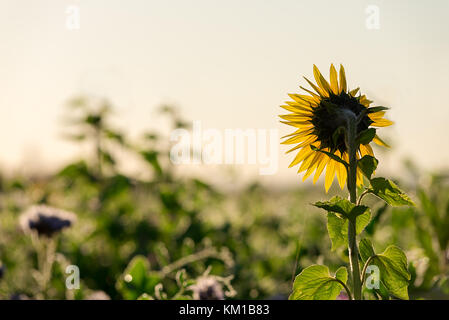 Une grande plante de tournesol dans un champ de cultures à profiter du soleil tôt le matin. Banque D'Images