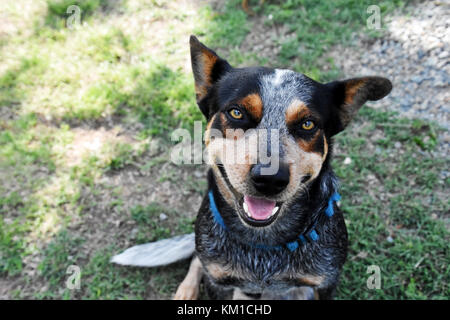 Australian cattle dogs, nos meilleurs amis Banque D'Images