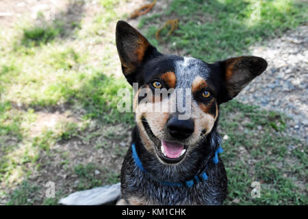 Australian cattle dogs, nos meilleurs amis Banque D'Images