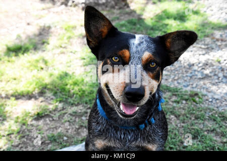 Australian cattle dogs, nos meilleurs amis Banque D'Images