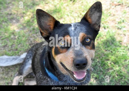 Australian cattle dogs, nos meilleurs amis Banque D'Images