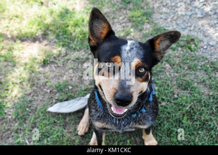 Australian cattle dogs, nos meilleurs amis Banque D'Images