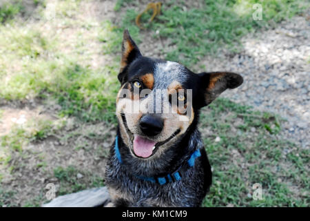 Australian cattle dogs, nos meilleurs amis Banque D'Images