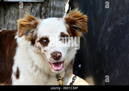 Australian cattle dogs, nos meilleurs amis Banque D'Images