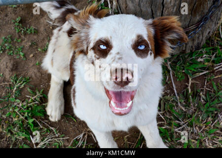 Australian cattle dogs, nos meilleurs amis Banque D'Images