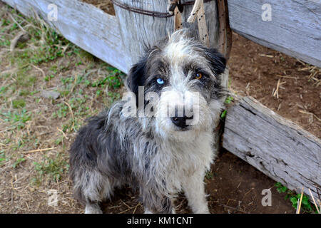 Australian cattle dogs, nos meilleurs amis Banque D'Images