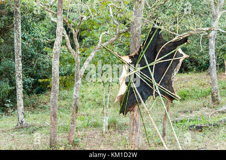 De vache avec des tiges de bambou tendu laissés à sécher sur l'air libre dans une petite ferme à Minas Gerais, Brésil. Banque D'Images