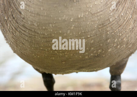 Close up of Canada goose's corps avec gouttes d'eau sur le plumage Banque D'Images