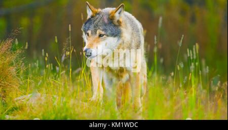 Loup mâle sauvage marcher dans l'herbe dans la forêt aux couleurs d'automne Banque D'Images