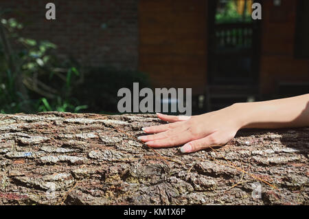 Part touchant une texture rugueuse du tronc de l'arbre Banque D'Images