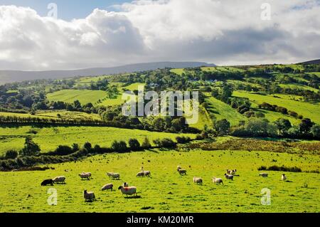 Paysage de pâturage de moutons dans la partie supérieure de la vallée de la Roe au nord-ouest de Glenshane Pass, près de Dungive et Limavady, comté de Derry, Irlande Banque D'Images