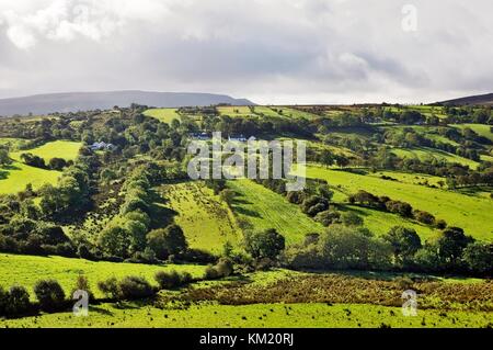 Paysage agricole de pâturage dans la vallée supérieure de la rivière Roe au nord-ouest du col de Glenshane, près de Dungive et Limavady, comté de Derry, Irlande Banque D'Images